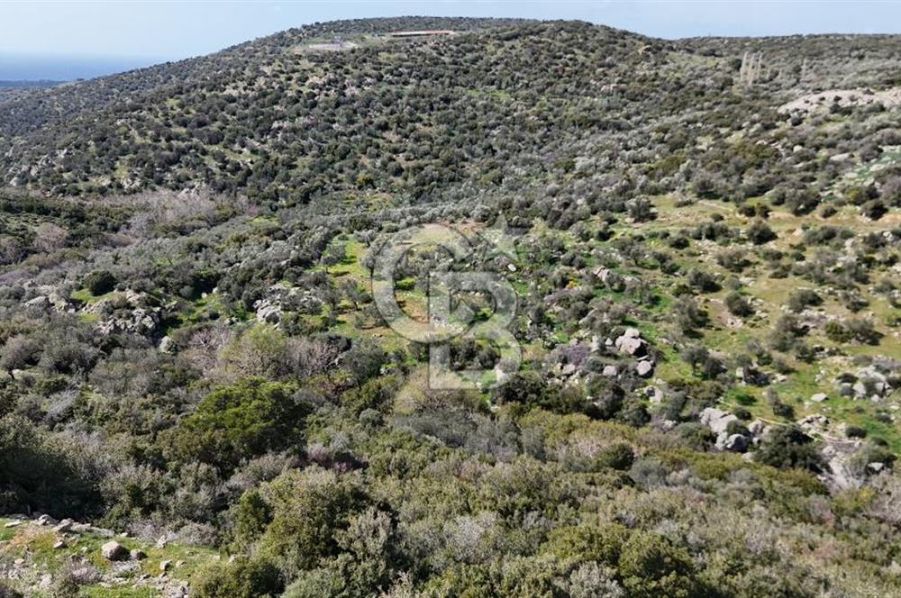 ÇANAKKALE EZİNE ALEMŞAH KÖYÜ’NDE 11 DÖNÜM SATILIK ZEYTİNLİK