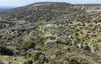 ÇANAKKALE EZİNE ALEMŞAH KÖYÜ’NDE 11 DÖNÜM SATILIK ZEYTİNLİK