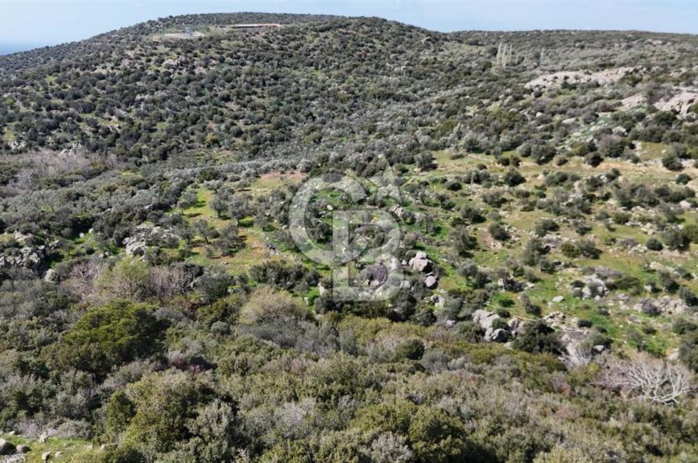 ÇANAKKALE EZİNE ALEMŞAH KÖYÜ’NDE 11 DÖNÜM SATILIK ZEYTİNLİK