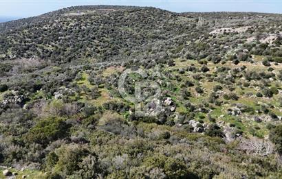 ÇANAKKALE EZİNE ALEMŞAH KÖYÜ’NDE 11 DÖNÜM SATILIK ZEYTİNLİK