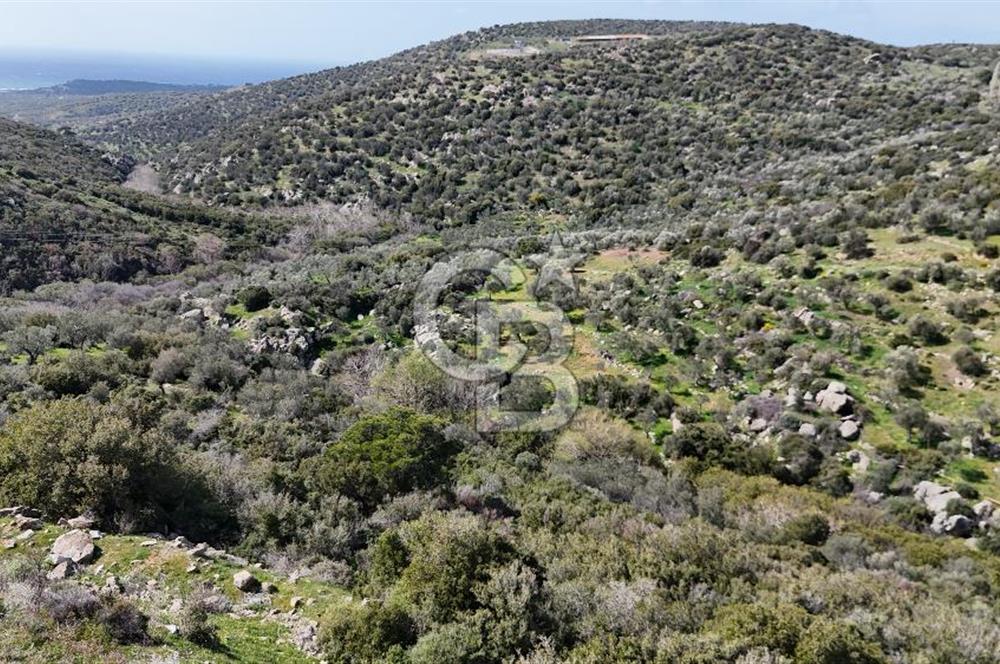 ÇANAKKALE EZİNE ALEMŞAH KÖYÜ’NDE 11 DÖNÜM SATILIK ZEYTİNLİK