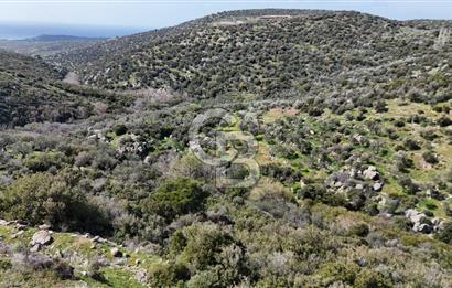 ÇANAKKALE EZİNE ALEMŞAH KÖYÜ’NDE 11 DÖNÜM SATILIK ZEYTİNLİK