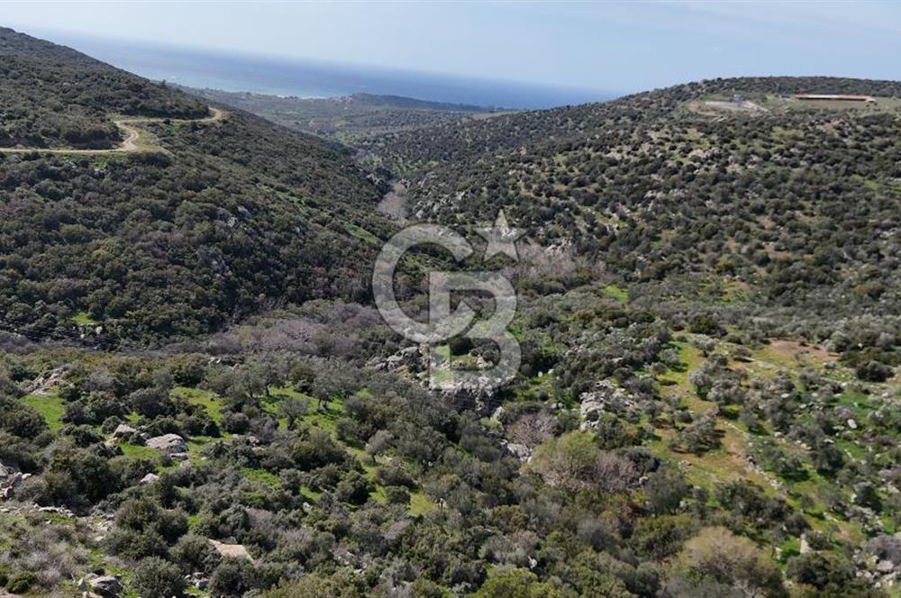 ÇANAKKALE EZİNE ALEMŞAH KÖYÜ’NDE 11 DÖNÜM SATILIK ZEYTİNLİK