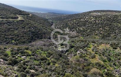 ÇANAKKALE EZİNE ALEMŞAH KÖYÜ’NDE 11 DÖNÜM SATILIK ZEYTİNLİK