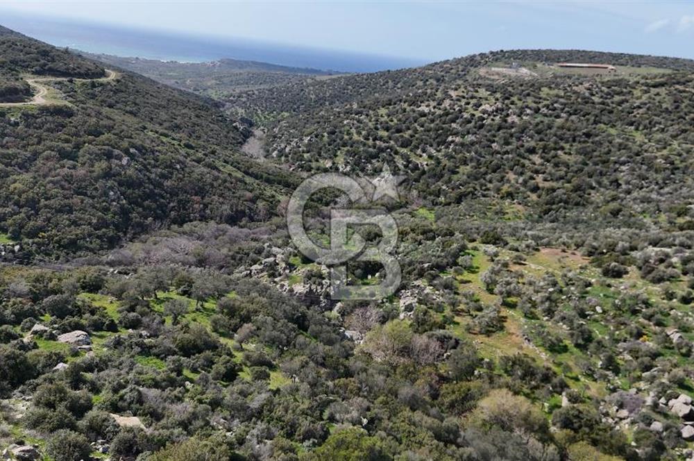 ÇANAKKALE EZİNE ALEMŞAH KÖYÜ’NDE 11 DÖNÜM SATILIK ZEYTİNLİK