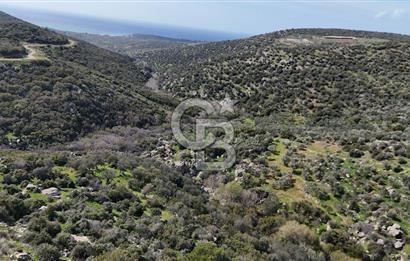 ÇANAKKALE EZİNE ALEMŞAH KÖYÜ’NDE 11 DÖNÜM SATILIK ZEYTİNLİK