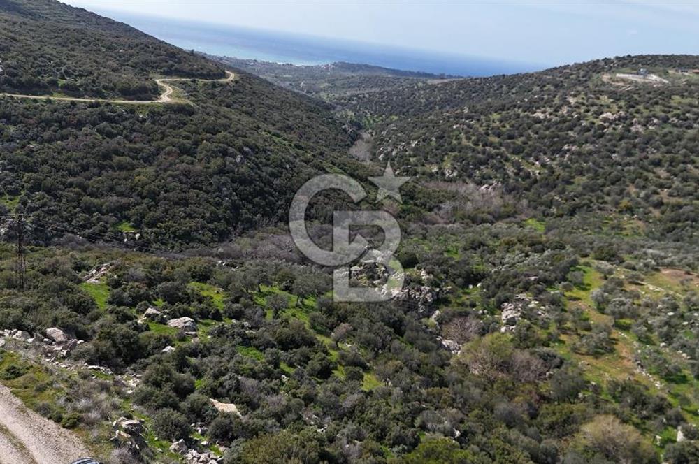 ÇANAKKALE EZİNE ALEMŞAH KÖYÜ’NDE 11 DÖNÜM SATILIK ZEYTİNLİK