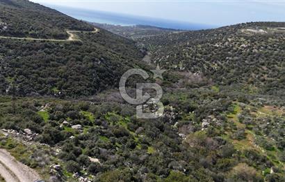 ÇANAKKALE EZİNE ALEMŞAH KÖYÜ’NDE 11 DÖNÜM SATILIK ZEYTİNLİK