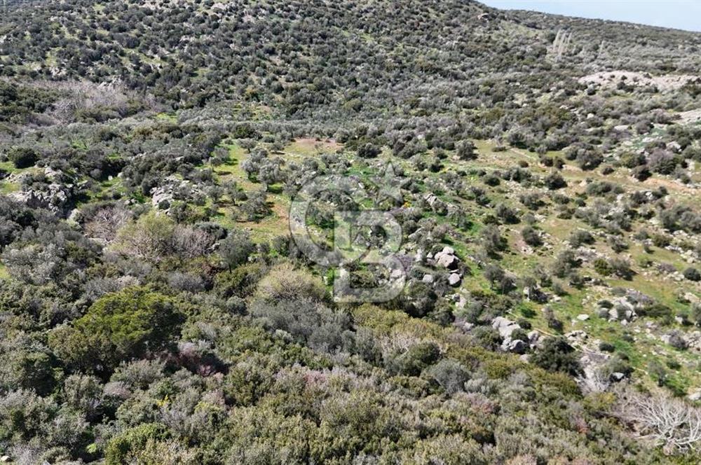 ÇANAKKALE EZİNE ALEMŞAH KÖYÜ’NDE 11 DÖNÜM SATILIK ZEYTİNLİK