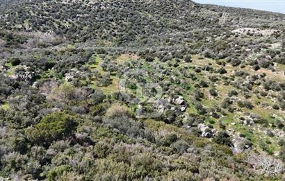 ÇANAKKALE EZİNE ALEMŞAH KÖYÜ’NDE 11 DÖNÜM SATILIK ZEYTİNLİK