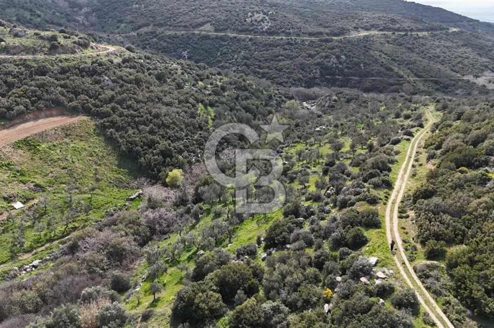 ÇANAKKALE EZİNE ALEMŞAH KÖYÜ’NDE 11 DÖNÜM SATILIK ZEYTİNLİK