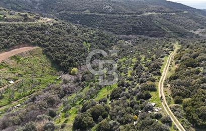 ÇANAKKALE EZİNE ALEMŞAH KÖYÜ’NDE 11 DÖNÜM SATILIK ZEYTİNLİK