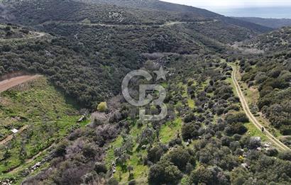 ÇANAKKALE EZİNE ALEMŞAH KÖYÜ’NDE 11 DÖNÜM SATILIK ZEYTİNLİK