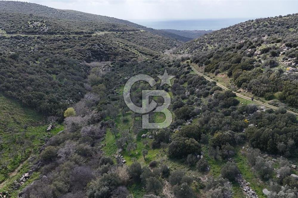 ÇANAKKALE EZİNE ALEMŞAH KÖYÜ’NDE 11 DÖNÜM SATILIK ZEYTİNLİK