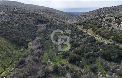 ÇANAKKALE EZİNE ALEMŞAH KÖYÜ’NDE 11 DÖNÜM SATILIK ZEYTİNLİK