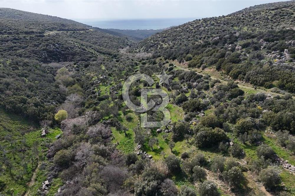 ÇANAKKALE EZİNE ALEMŞAH KÖYÜ’NDE 11 DÖNÜM SATILIK ZEYTİNLİK