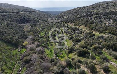 ÇANAKKALE EZİNE ALEMŞAH KÖYÜ’NDE 11 DÖNÜM SATILIK ZEYTİNLİK