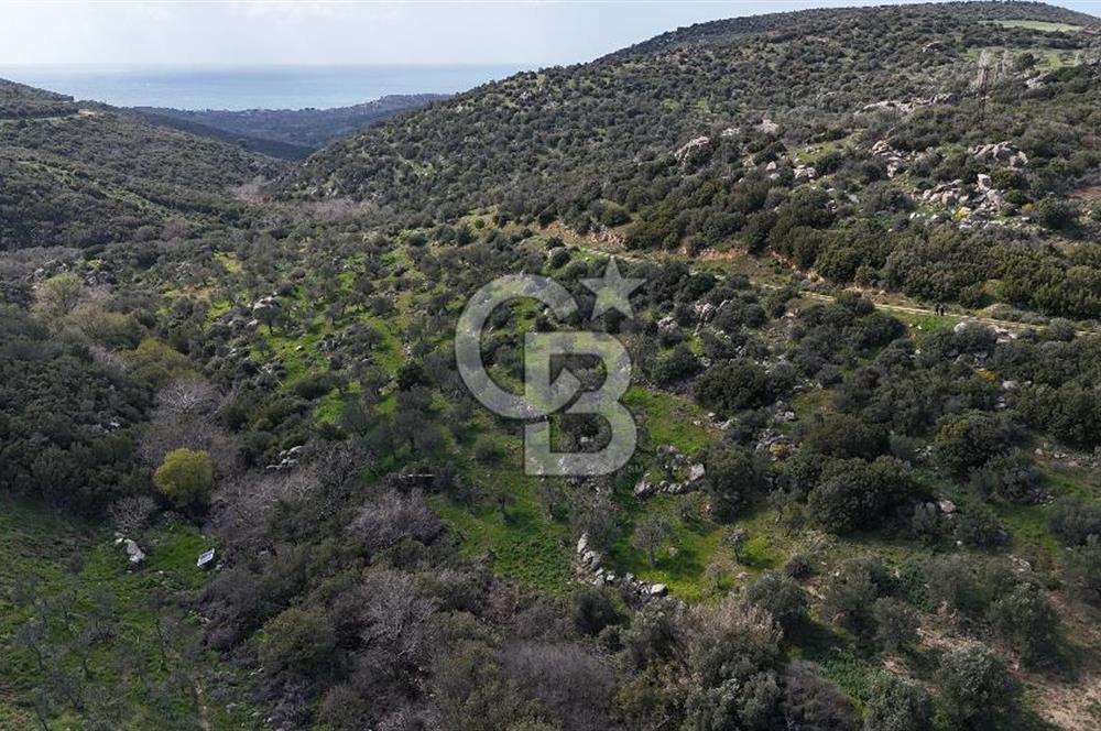 ÇANAKKALE EZİNE ALEMŞAH KÖYÜ’NDE 11 DÖNÜM SATILIK ZEYTİNLİK