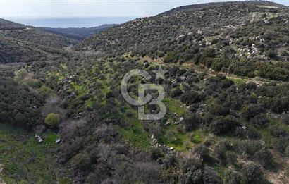 ÇANAKKALE EZİNE ALEMŞAH KÖYÜ’NDE 11 DÖNÜM SATILIK ZEYTİNLİK