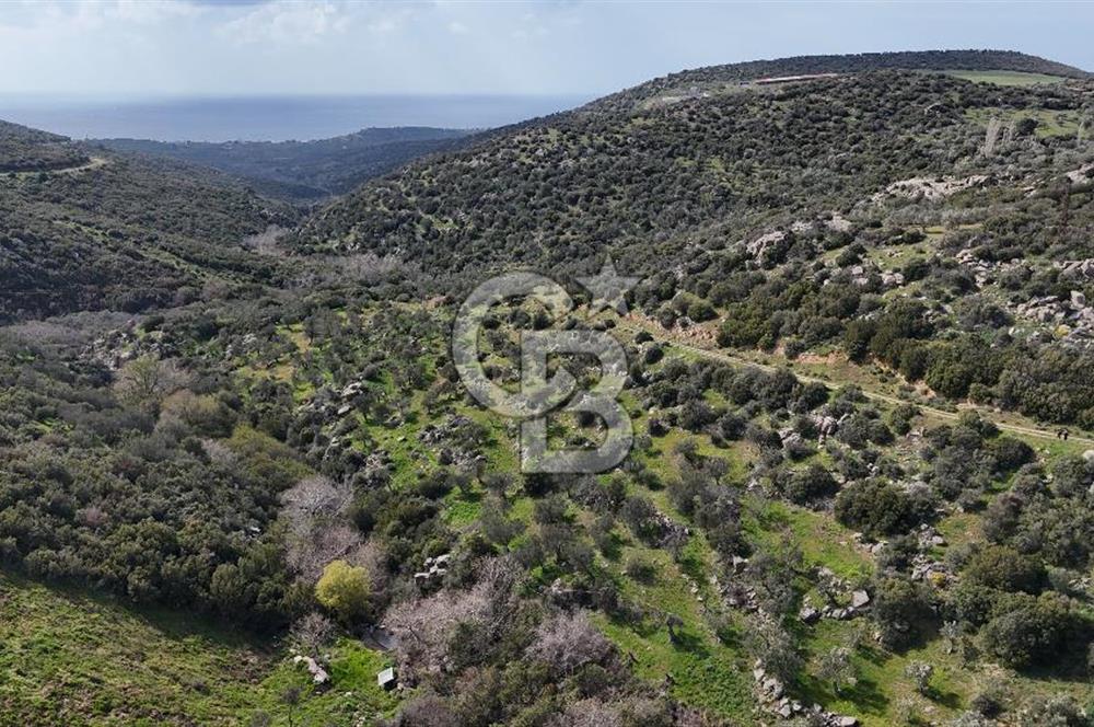 ÇANAKKALE EZİNE ALEMŞAH KÖYÜ’NDE 11 DÖNÜM SATILIK ZEYTİNLİK