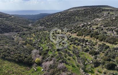 ÇANAKKALE EZİNE ALEMŞAH KÖYÜ’NDE 11 DÖNÜM SATILIK ZEYTİNLİK