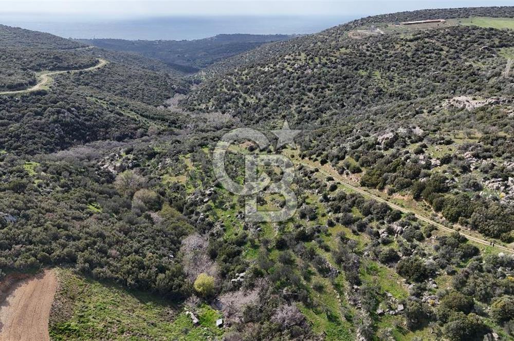 ÇANAKKALE EZİNE ALEMŞAH KÖYÜ’NDE 11 DÖNÜM SATILIK ZEYTİNLİK