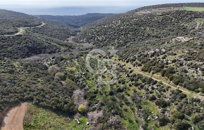 ÇANAKKALE EZİNE ALEMŞAH KÖYÜ’NDE 11 DÖNÜM SATILIK ZEYTİNLİK