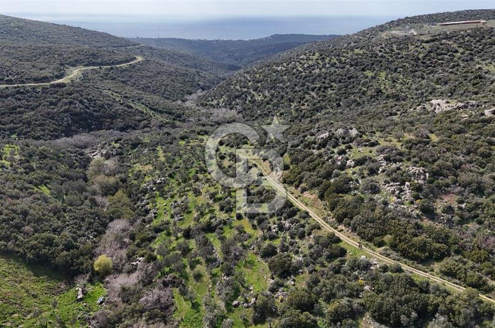 ÇANAKKALE EZİNE ALEMŞAH KÖYÜ’NDE 11 DÖNÜM SATILIK ZEYTİNLİK