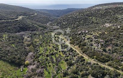 ÇANAKKALE EZİNE ALEMŞAH KÖYÜ’NDE 11 DÖNÜM SATILIK ZEYTİNLİK