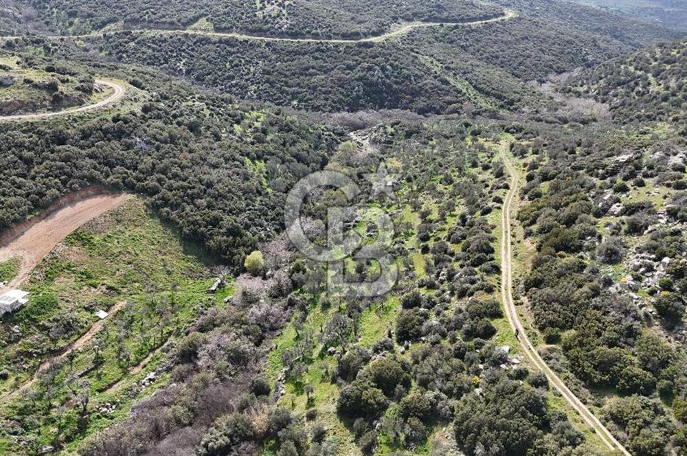 ÇANAKKALE EZİNE ALEMŞAH KÖYÜ’NDE 11 DÖNÜM SATILIK ZEYTİNLİK