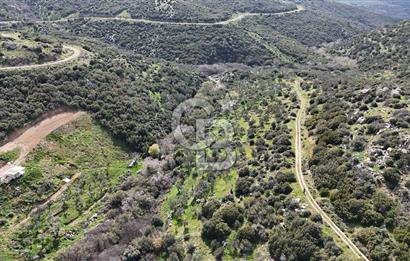 ÇANAKKALE EZİNE ALEMŞAH KÖYÜ’NDE 11 DÖNÜM SATILIK ZEYTİNLİK