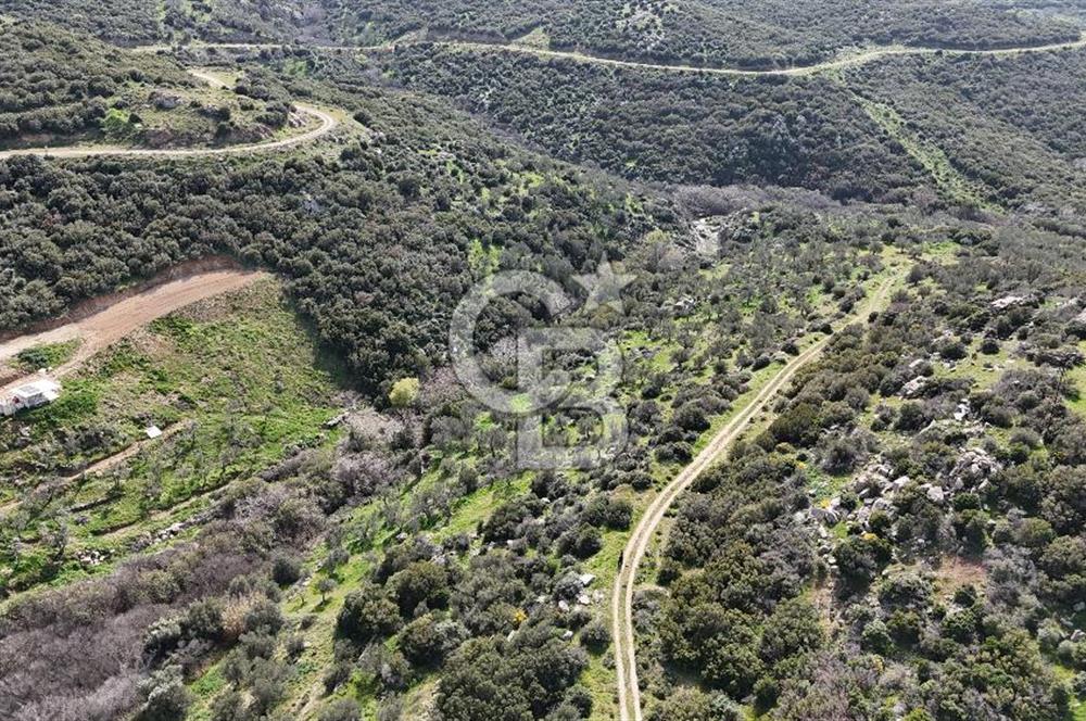 ÇANAKKALE EZİNE ALEMŞAH KÖYÜ’NDE 11 DÖNÜM SATILIK ZEYTİNLİK