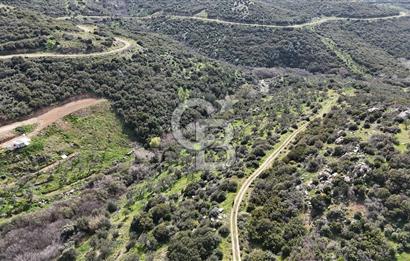 ÇANAKKALE EZİNE ALEMŞAH KÖYÜ’NDE 11 DÖNÜM SATILIK ZEYTİNLİK