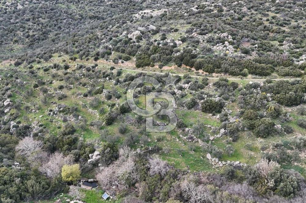 ÇANAKKALE EZİNE ALEMŞAH KÖYÜ’NDE 11 DÖNÜM SATILIK ZEYTİNLİK