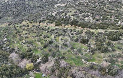 ÇANAKKALE EZİNE ALEMŞAH KÖYÜ’NDE 11 DÖNÜM SATILIK ZEYTİNLİK