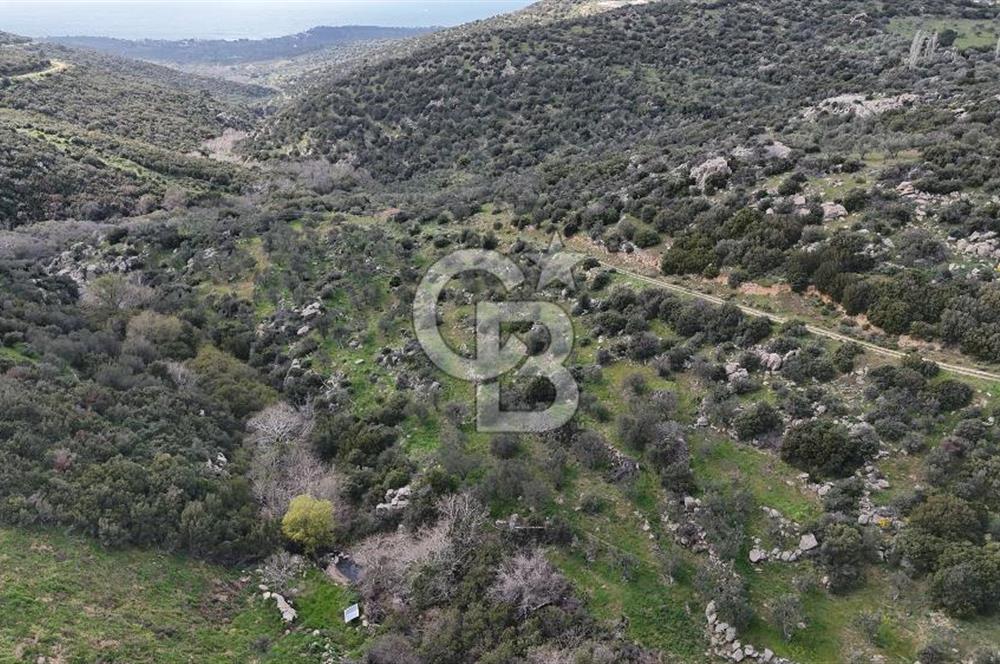 ÇANAKKALE EZİNE ALEMŞAH KÖYÜ’NDE 11 DÖNÜM SATILIK ZEYTİNLİK