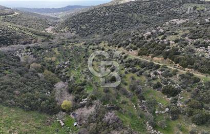 ÇANAKKALE EZİNE ALEMŞAH KÖYÜ’NDE 11 DÖNÜM SATILIK ZEYTİNLİK