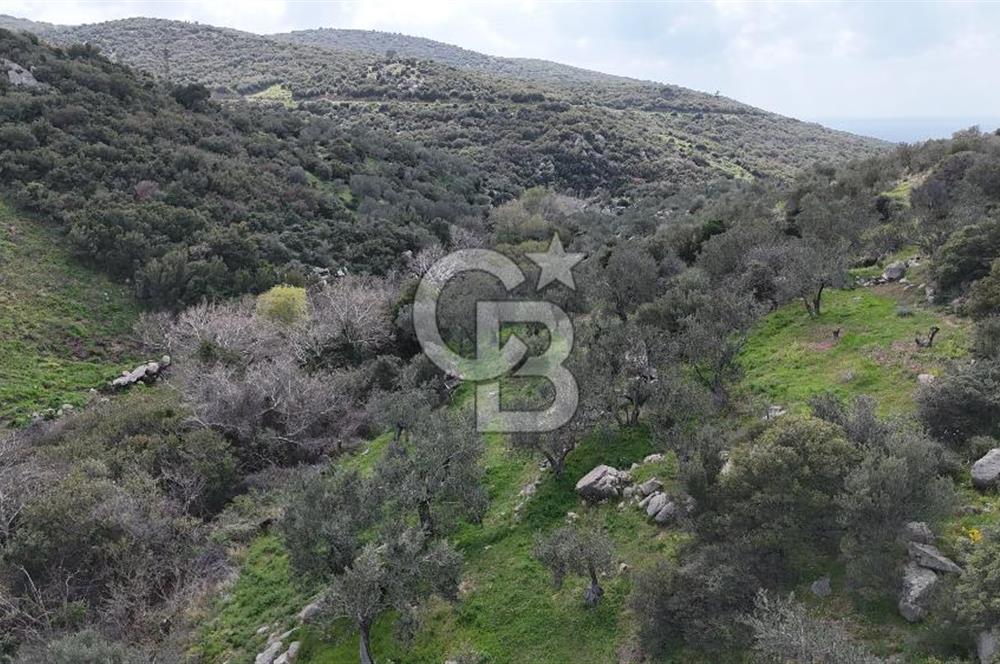 ÇANAKKALE EZİNE ALEMŞAH KÖYÜ’NDE 11 DÖNÜM SATILIK ZEYTİNLİK