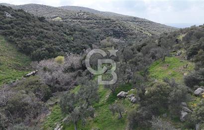 ÇANAKKALE EZİNE ALEMŞAH KÖYÜ’NDE 11 DÖNÜM SATILIK ZEYTİNLİK