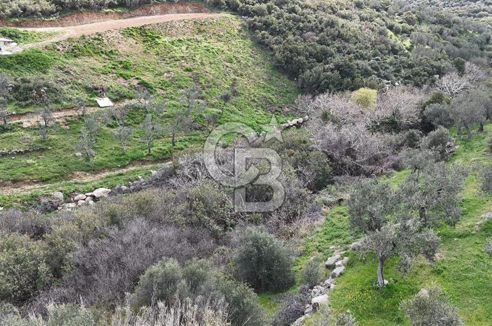 ÇANAKKALE EZİNE ALEMŞAH KÖYÜ’NDE 11 DÖNÜM SATILIK ZEYTİNLİK