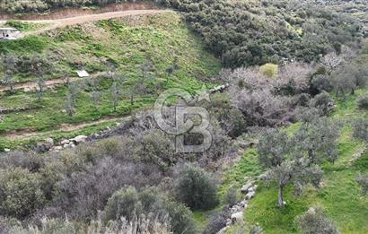 ÇANAKKALE EZİNE ALEMŞAH KÖYÜ’NDE 11 DÖNÜM SATILIK ZEYTİNLİK