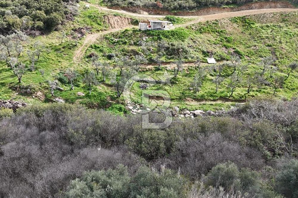 ÇANAKKALE EZİNE ALEMŞAH KÖYÜ’NDE 11 DÖNÜM SATILIK ZEYTİNLİK