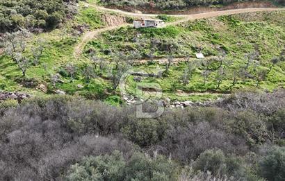 ÇANAKKALE EZİNE ALEMŞAH KÖYÜ’NDE 11 DÖNÜM SATILIK ZEYTİNLİK