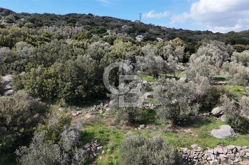 ÇANAKKALE EZİNE ALEMŞAH KÖYÜ’NDE 11 DÖNÜM SATILIK ZEYTİNLİK