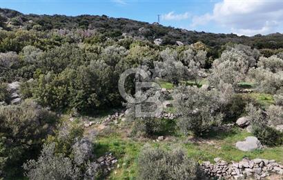 ÇANAKKALE EZİNE ALEMŞAH KÖYÜ’NDE 11 DÖNÜM SATILIK ZEYTİNLİK