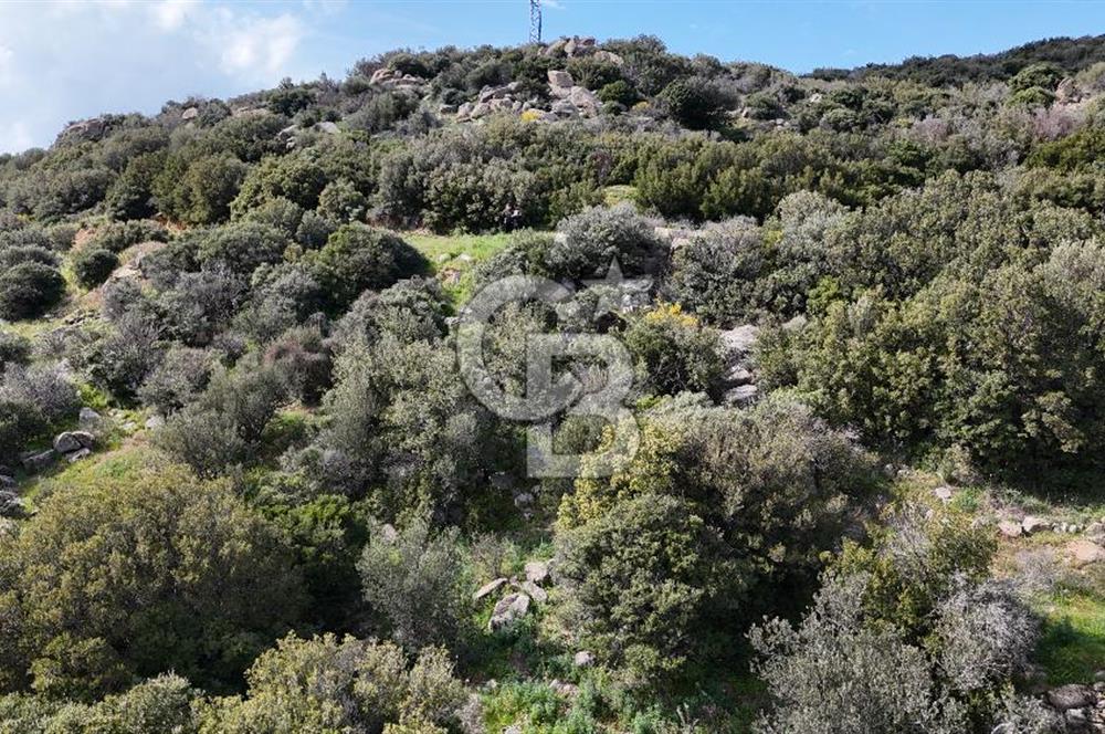 ÇANAKKALE EZİNE ALEMŞAH KÖYÜ’NDE 11 DÖNÜM SATILIK ZEYTİNLİK