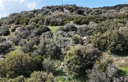 ÇANAKKALE EZİNE ALEMŞAH KÖYÜ’NDE 11 DÖNÜM SATILIK ZEYTİNLİK