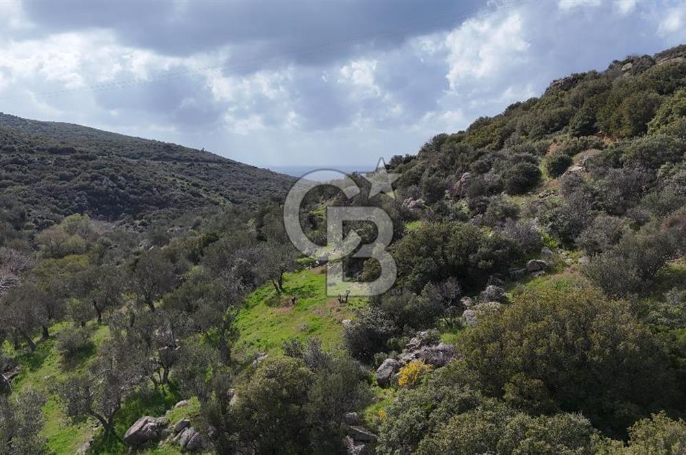 ÇANAKKALE EZİNE ALEMŞAH KÖYÜ’NDE 11 DÖNÜM SATILIK ZEYTİNLİK