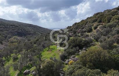 ÇANAKKALE EZİNE ALEMŞAH KÖYÜ’NDE 11 DÖNÜM SATILIK ZEYTİNLİK