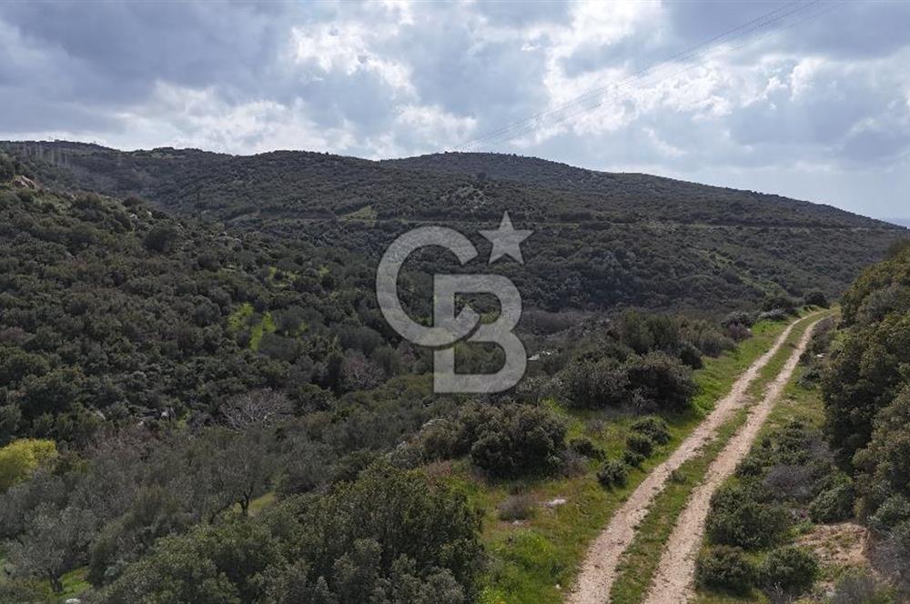 ÇANAKKALE EZİNE ALEMŞAH KÖYÜ’NDE 11 DÖNÜM SATILIK ZEYTİNLİK